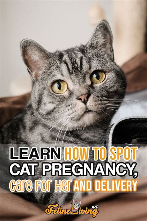 Pin On Cat Health Tips