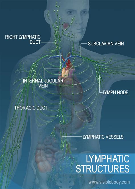 Lymph Vessels And Nodes Of Upper Limb Anatomy Intraclavicular Node My