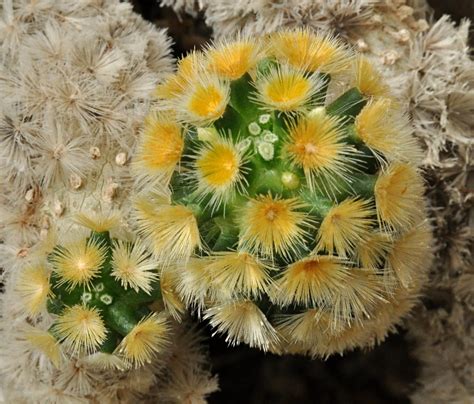 Yellow Cactus Flowers Seen At The Moorten Botanical Garden Flickr