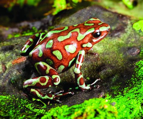 Poison Dart Frog Facts For Kids Biological Science