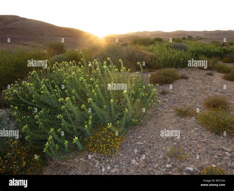 Desert In Bloom Hi Res Stock Photography And Images Alamy