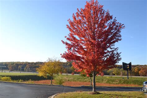 Autumn Blaze Maple Is A Popular Hybrid Tree Variety