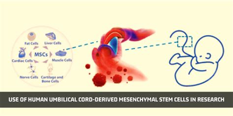 Use Of Human Umbilical Cord Derived Mesenchymal Stem Cells In Research