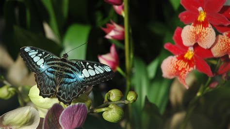 Schmetterlingsgarten Hunawihr Visit Alsace