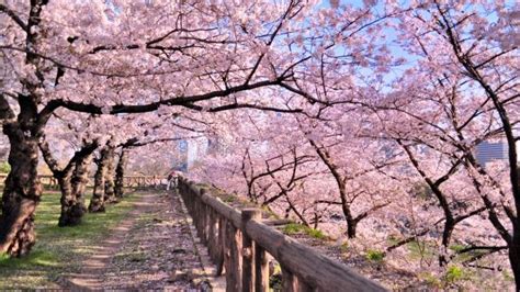 How To See Japans Cherry Blossoms In 2023 Au