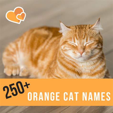 250 Best Name Ideas For Orange Cats Pethelpful