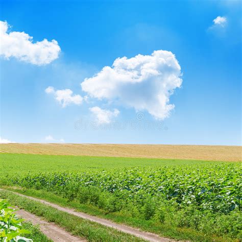 Road In A Field Under A Blue Sky With Clouds Stock Image Image Of