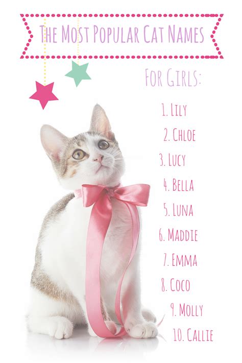 The Most Popular Cat Names In America Cute Cat Names Girl Cat Names