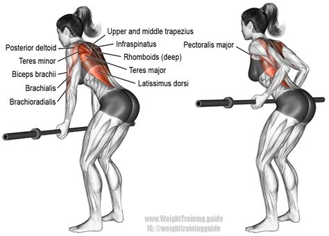 Underhand Yates Row A Compound Back And Arm Exercise There Is No Target Muscle Many Muscles