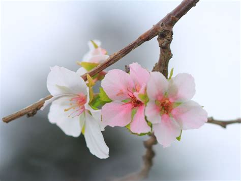 Salt Damage From 2018 Typhoons Causes Off Season Cherry Blossoms