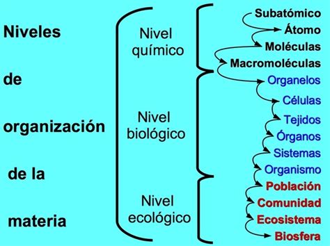 Niveles De Organización De La Materia Con Ejemplos Toda Materia