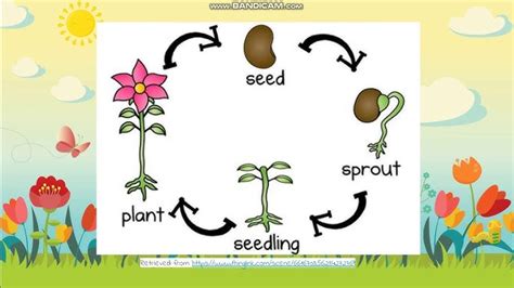 Compare The Life Cycle Of Flowerless Seed Plants And Flowering Best