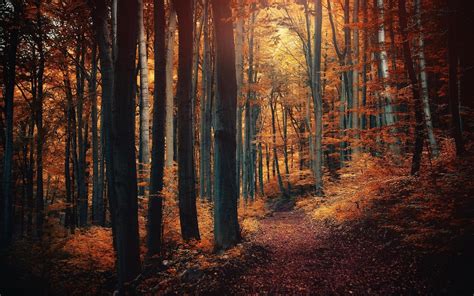 X Nature Landscape Forest Fall Path Leaves Sunlight Trees Wallpaper Coolwallpapers Me
