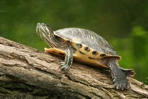 Die haltung von testudo hermanni boettgeri ist von den klimatischen verhältnissen her, die am besten geeignete schildkrötenart. Haltung von Landschildkröten › TierklinikenNet