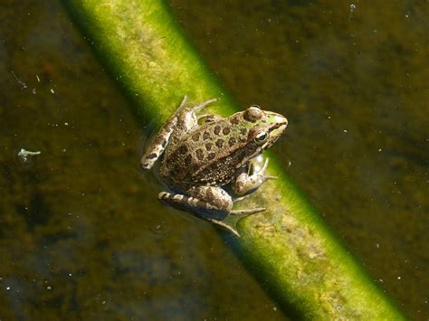 Frog Animal Pond Free Photo On Pixabay Pixabay