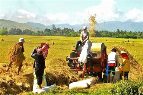 ‘palay Ng Magsasaka Bilhin Nyo Pilipino Star Ngayon