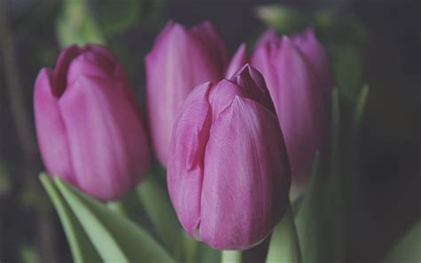 Descargar Fondos De Pantalla Tulipanes Morados Flores De Primavera
