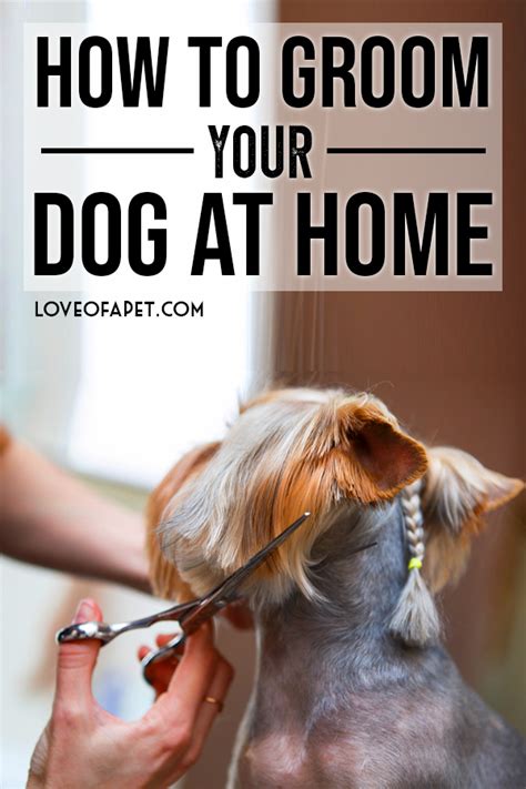 How To Groom Your Dog At Home Love Of A Pet Dog Grooming Dog