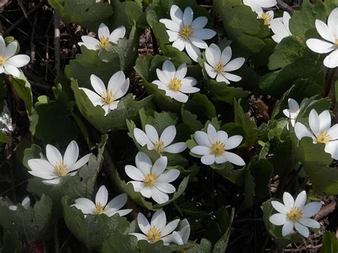 Bloodroot For Skin Cancer