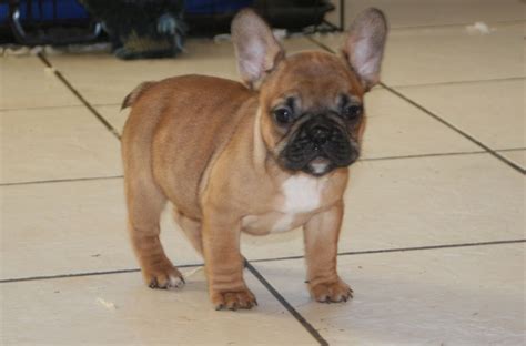 We're fans of the backdoor test for dog name selection. Fawn french bulldog female 13 weeks kc reg | Newark ...