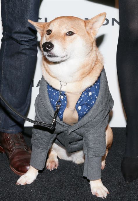 Bodhi The Menswear Dog Wearing The Quilted Shawl Cardigan From Club