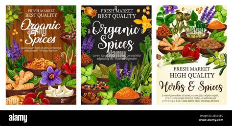 Spices And Green Herbs Vector Poster Of Organic Vegetable Seasonings