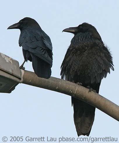 The scramble for africa was a period during the new imperialism period where the continent of africa was invaded occupied and colonized by the major european powers. 635 best Crows Ravens images on Pinterest | Crows ravens, Ravens and Bird art