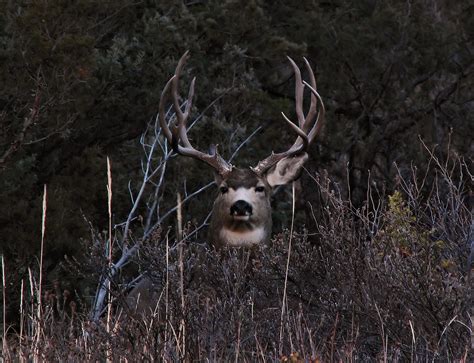 Big Mule Deer Buck A Photo On Flickriver