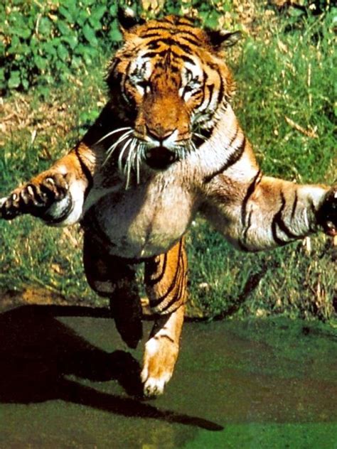 Tiger Pouncing Wild Cats Cute Cats Animals