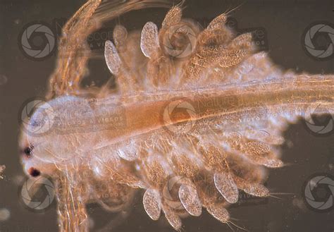 Artemia Salina Artemia Salina Adult Crustacean Development Of Artemia Salina Arthropods