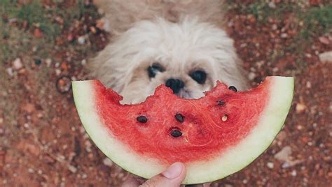Can Dogs Eat Watermelon Dogtime