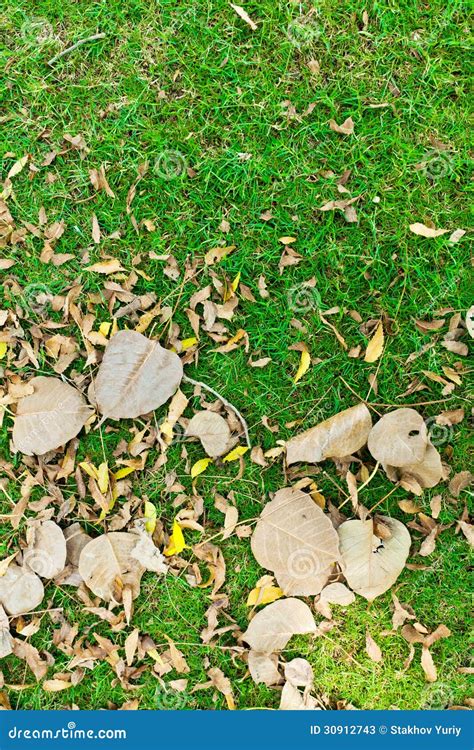 Leaves On Green Grass Stock Image Image Of Fresh Court 30912743