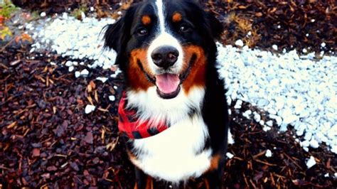 Live With A Bernese Mountain Dog Youtube