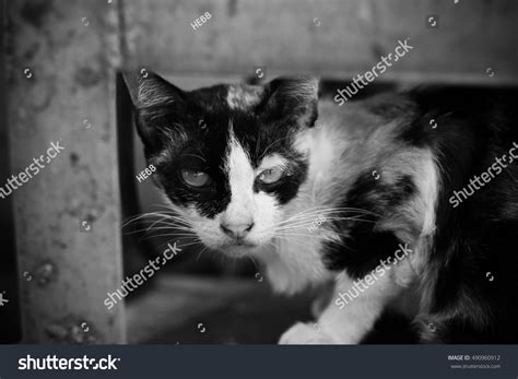 Stray Cat Black White Stock Photo 490960912 Shutterstock