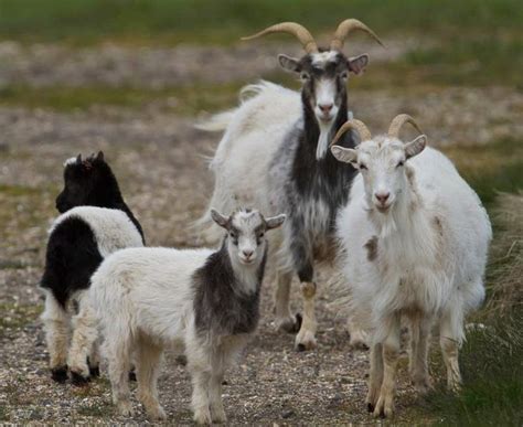 Icelandic Goats Breeds Animals