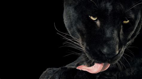Animals Big Cats Jaguars Panthers Hd Wallpaper