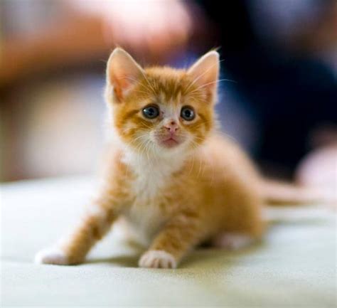 Good Morning Kitten Two Orange Tabbies 5 November 15 2019