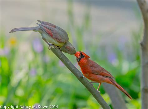 Photographing Northern Cardinals Engaged In Courtship Feeding Welcome
