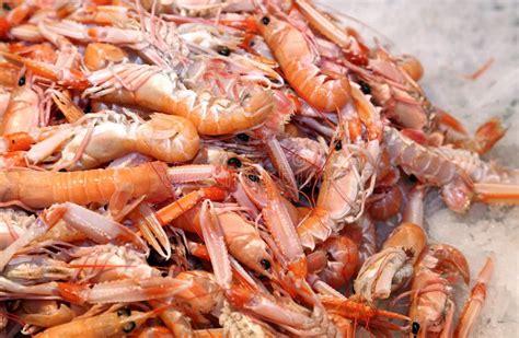 Fresh Prawns And Shrimps In The Ice For Sale In Fish Market Stock Image