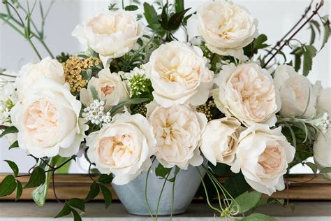 David Austin Purity Roses Garden Roses Direct