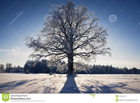 Beautiful Winter Forest Landscape Royalty Free Stock
