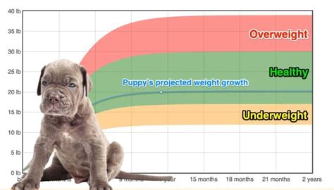 Cane Corso Weightgrowth Chart 2024 How Heavy Will My Cane Corso