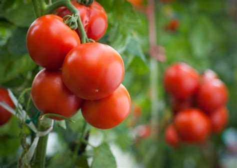 Top 10 Faqs About Tomatoes Naturefresh™ Farms
