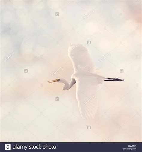 Great White Egret In Flight Stock Photo Alamy