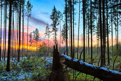 Sunset In Snowy Spruce Forest Free Photo Download Freeimages