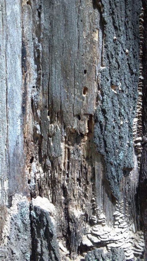 Oak Tree Ambrosia Beetles In Trunk Walter Reeves The Georgia Gardener