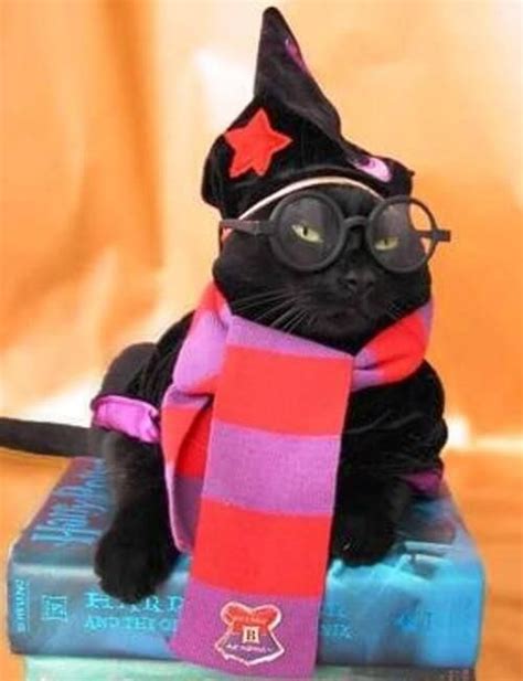 29 Costumes For Cats That Your Cat Will Definitely Wont Want To Wear