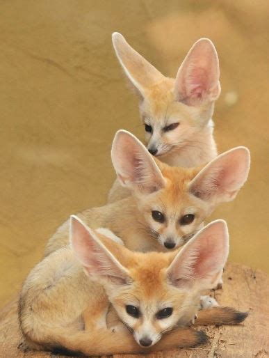 The Adorable Fennec Fox Holy Cuteness