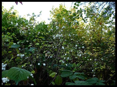 Symphoricarpos Albus Snowberry Aberdeen Gardening