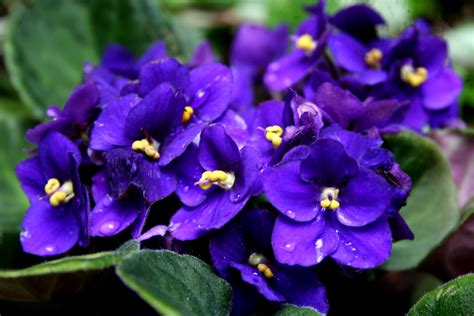 Como Cultivar Violetas Blog Plantei